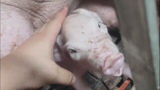 ملك اليامن: ألم تولد للتو؟ كيف عدت مرة أخرى؟