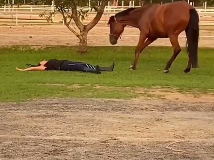 Xem phản ứng của các loài động vật khác nhau khi con người giả ngất xỉu