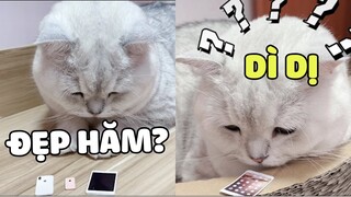 MAO TỬ | Thấy người ta hơi ngốc nghếch cứ lừa người ta quài | Pets TV