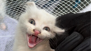 التبني فور القبض عليه، من التشرد إلى الثراء ينقصه فقط أن يتم اختطافه