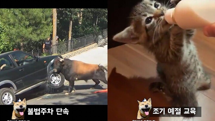 ทำไมคุณต้องวิ่งหนีเมื่อเห็นวัวอยู่บนถนน Animal Meme