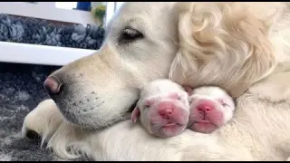 AWW CUTE BABY ANIMALS - Funny and cute moments of animal loving family - OMG Soo Cute #24