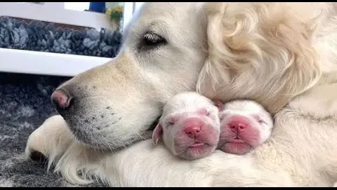 AWW CUTE BABY ANIMALS - Funny and cute moments of animal loving family - OMG Soo Cute #24