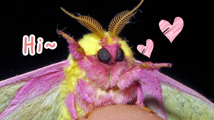 5 of the Cutest and Most Beautiful Moths!