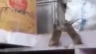 Rats
