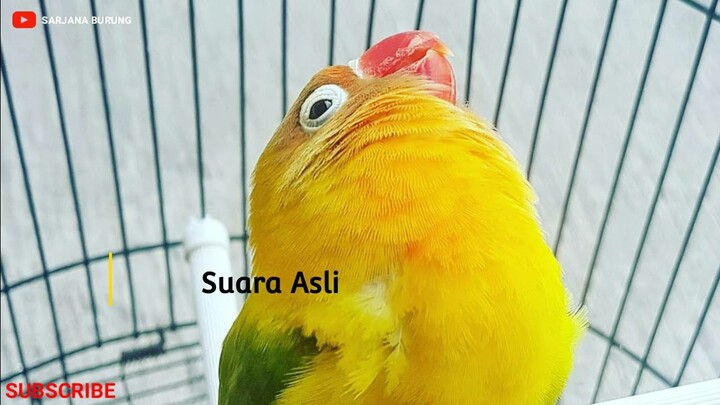 Suara Asli Burung Lovebird Kusumo