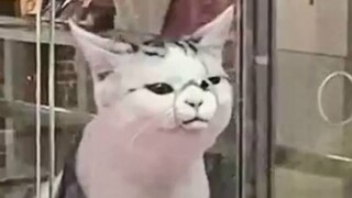 The current state of life for modern cats...