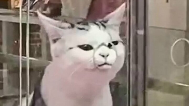 Keadaan kehidupan kucing modern saat ini...