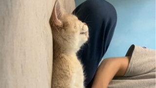 Cats can also be photographed and placed while lying on the board