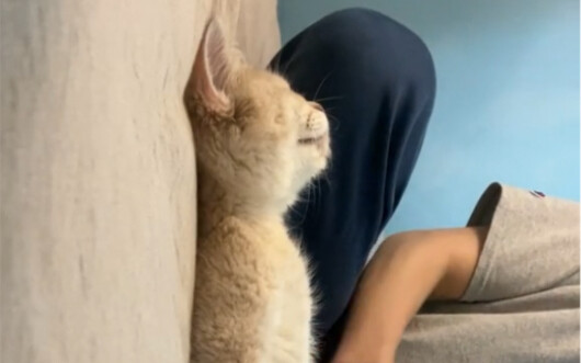 Mèo cũng có thể được chụp ảnh và đặt nằm trên bảng