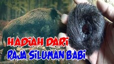 KISAH NYATA MISTERI HADIAH DARI RAJA SILUMAN BABI