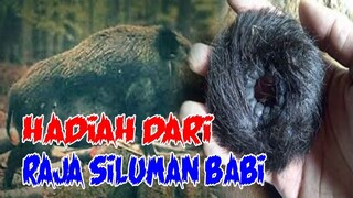 KISAH NYATA MISTERI HADIAH DARI RAJA SILUMAN BABI