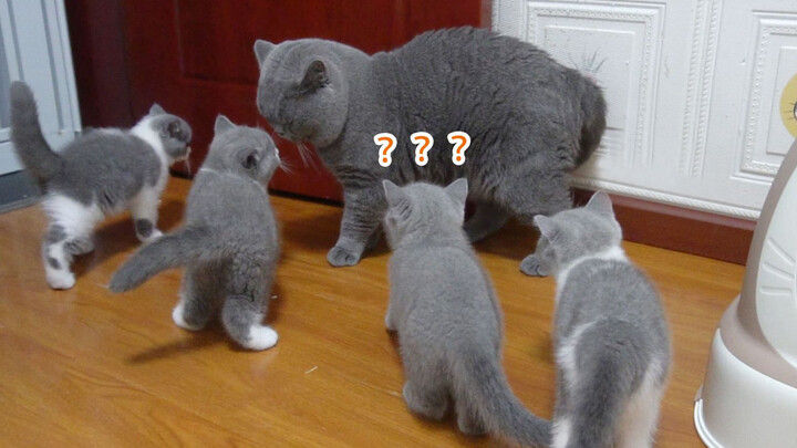 Baby Kittens And Their Cat Daddy