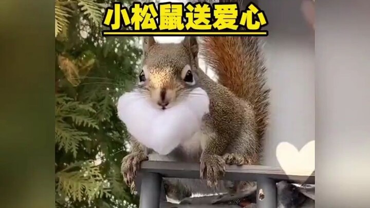 Cư dân mạng giúp chú sóc nhỏ xây dựng lại tổ ấm, không ngờ nó dùng bông làm thành hình trái tim để b