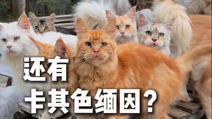 Ada juga kucing Maine Coon warna khaki??