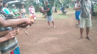 Manok kung mautak lumaban, galing mo nok, lakas pa naman ng kalaban😁😁👍#1xwin👍👍👍