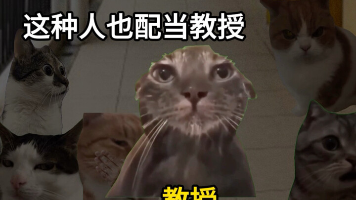 Cốt cách văn nhân để làm gì chứ #meme mèo