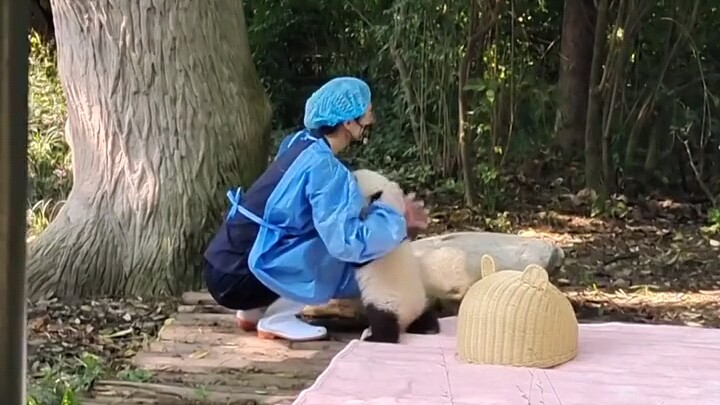 He actually copied the way a nanny squats!