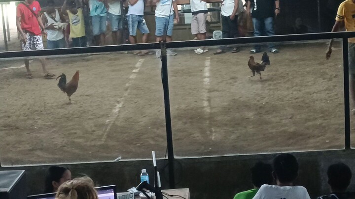 Yellow legged hatch cross pang diinan