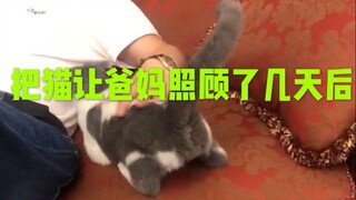 我爸：猫可以养，但不要让它吵我。几天后……