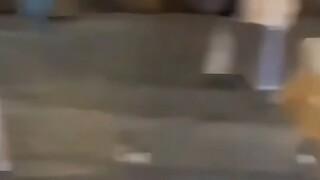 Chó cưng kiểu chữa lành, khoảnh khắc chữa lành của chú chó con, thế giới tan vỡ nát bét, chú cún nhỏ