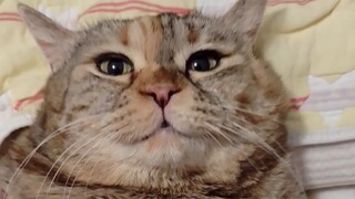 Carefully examine Guangdang placed on the pillow