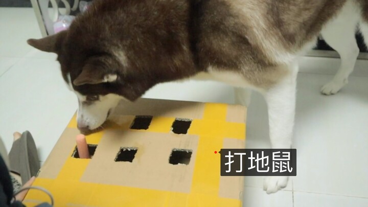 Husky main pukul tupai, border collie juga main pukul tupai—perbedaan kecerdasannya langsung kelihat