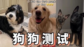 การทดสอบสุนัข: ปฏิกิริยาเมื่อได้ยินเสียงผายลมที่ยาวมาก