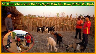 Chăn Nuôi VIỆT NAM ở Châu Phi || Mô HÌnh Chăn Nuôi Dê Của Người Dân Bản Địa Đang Đi Dần Vào Ổn Định