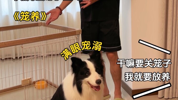 The minefield for dog owners: puppy arrival