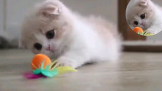 Precious kitten. Must watch for cute guys