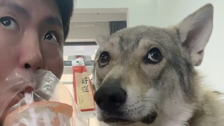 إعلان عبر الشبكة بالكامل: أنا لست خائفًا من زوجتي، بل أكنّ لها الاحترام.