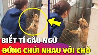 Cô gái biết tí 'GÂU NGỮ' liền chửi tay đôi với chó hàng xóm mượt như 'CHÓ BẢN ĐỊA' 🤣 Gâu Đần