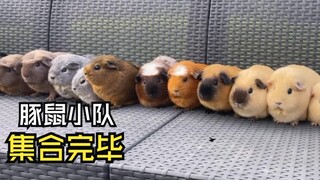 Such delightful animal videos!