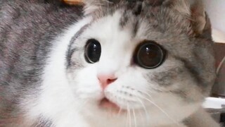 【Kehidupan Sehari-hari】Ternyata kucing juga punya momen konyol dan lucu, pemiliknya tertawa sampai p