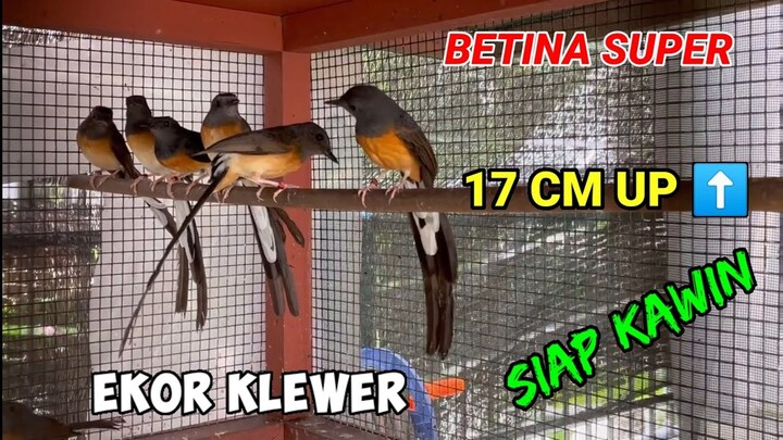 BETINA Siapan Trah ekor ekor super Klewer 17 CM UP. Alan Pang Shama Singapore