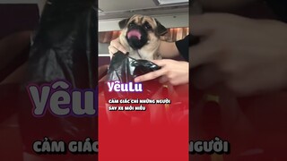 Chỉ những người SAY XE mới hiểu 😂 #Shorts #Yeulu #Yeuluofficial