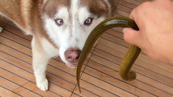 What happens when a Husky meets a loach for the first time? Will it get scared?