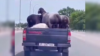 Khi các boss tấu hài 🤡