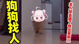 狗狗找不到主人也是会急得乱窜的！！！