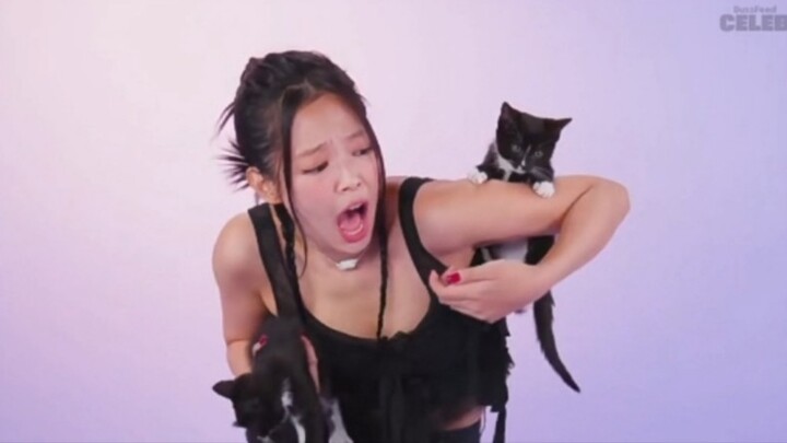 ฉากจับแมวน้อยของเจนนี่! ศึกแมวครั้งใหญ่!