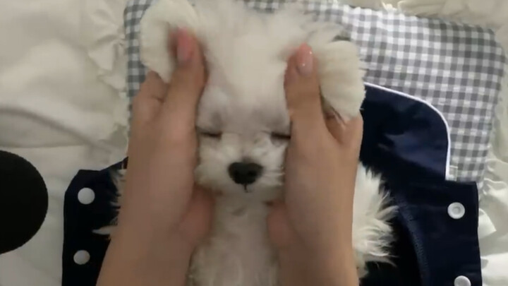 Puppy Sleeping Transport