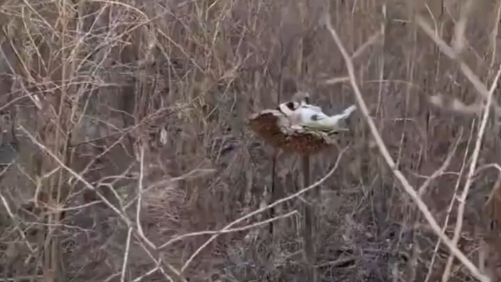 Lazy Bird