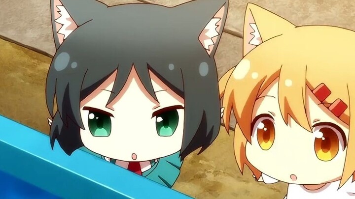 Cats are so cute! Where can I adopt one?