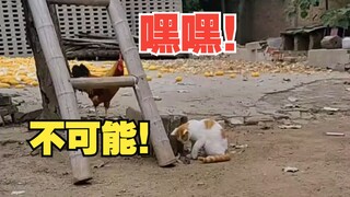 猫：被鸡截胡了？动画片都没这么演的吧！