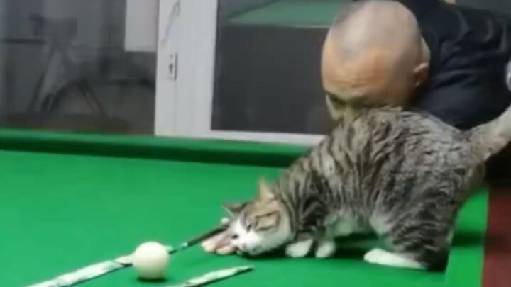 สัตว์เลี้ยงบนโต๊ะ