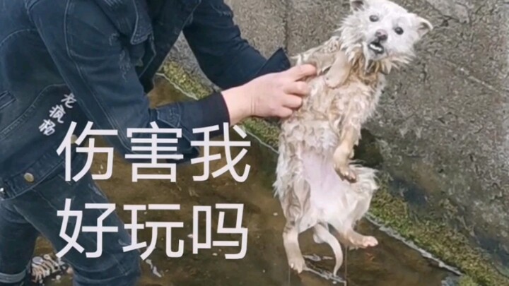 ศูนย์ช่วยเหลือสัตว์จรจัดลาโฝงหยาง