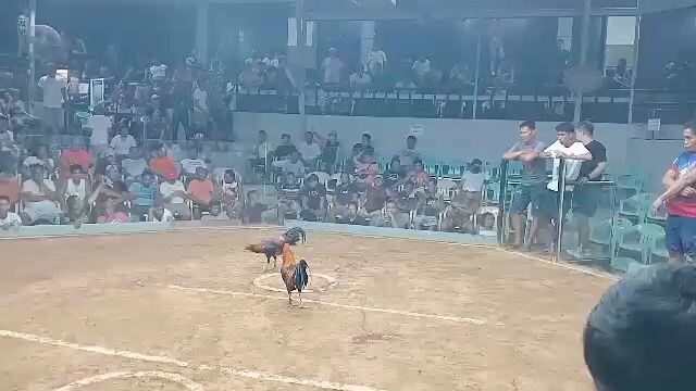 CVCC Grand Finals 7 stag 2024 Calajoan Cebu 3rd fyt (W) straight 5k sweater