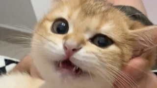 Si Kucing Perak Pemberontak dan Ayahnya yang Ketat