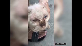 Asking Help Again For Mange Kitten